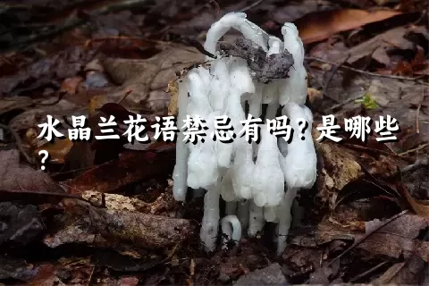 水晶兰花语禁忌有吗？是哪些？