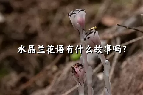 水晶兰花语有什么故事吗？