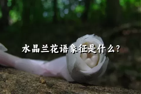 水晶兰花语象征是什么？