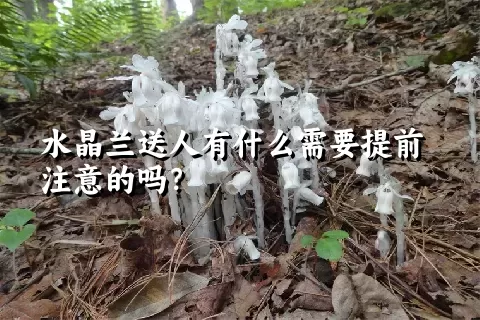 水晶兰送人有什么需要提前注意的吗？