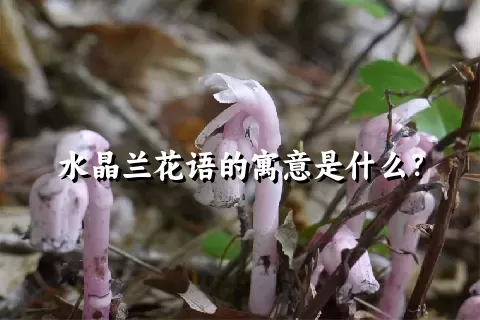 水晶兰花语的寓意是什么？