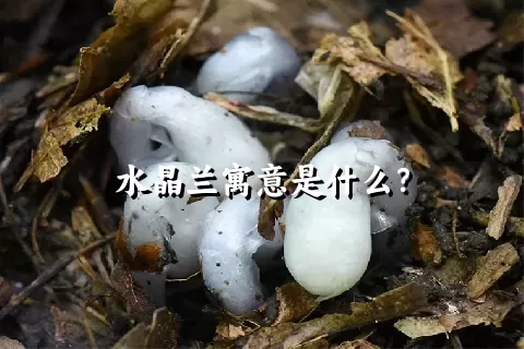 水晶兰寓意是什么？