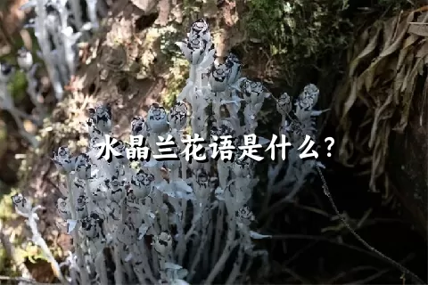 水晶兰花语是什么？