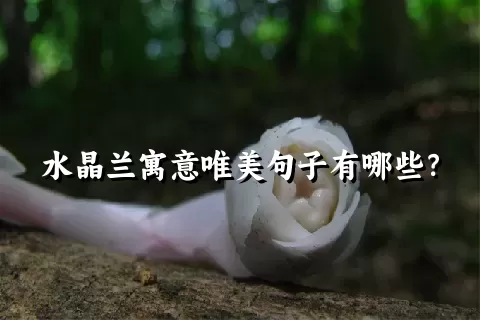 水晶兰寓意唯美句子有哪些？