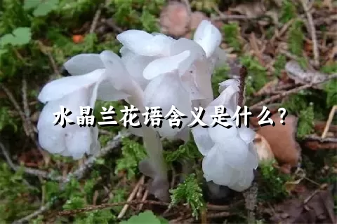 水晶兰花语含义是什么？