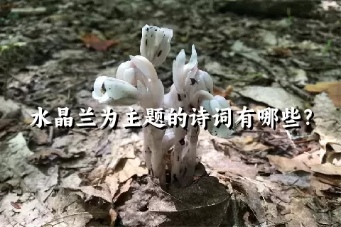 水晶兰为主题的诗词有哪些？