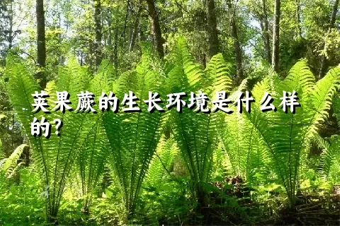 荚果蕨的生长环境是什么样的？