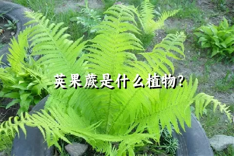 荚果蕨是什么植物？