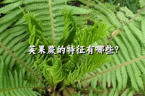 荚果蕨的特征有哪些？