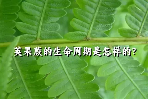 荚果蕨的生命周期是怎样的？