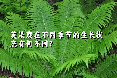 荚果蕨在不同季节的生长状态有何不同？