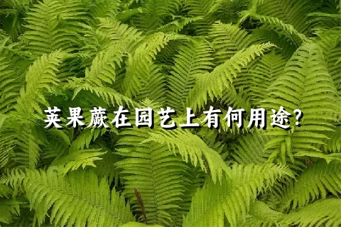 荚果蕨在园艺上有何用途？