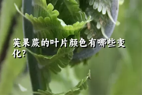 荚果蕨的叶片颜色有哪些变化？