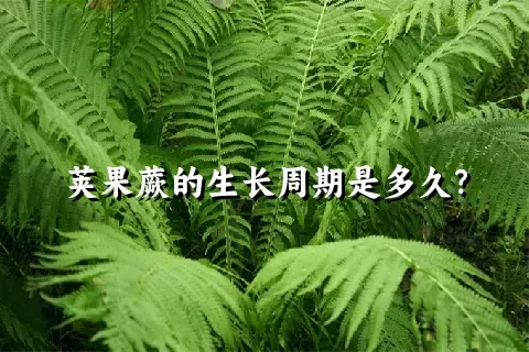 荚果蕨的生长周期是多久？