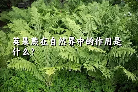 荚果蕨在自然界中的作用是什么？