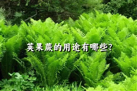 荚果蕨的用途有哪些？