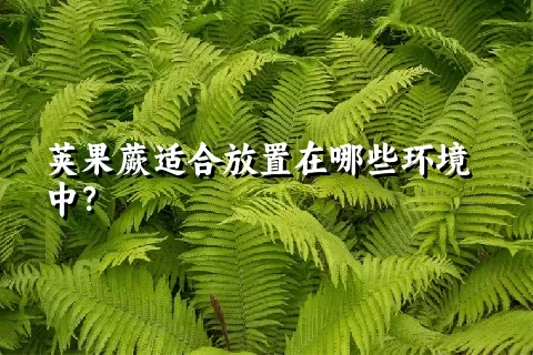 荚果蕨适合放置在哪些环境中？