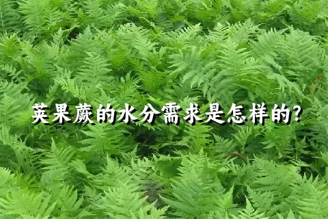 荚果蕨的水分需求是怎样的？