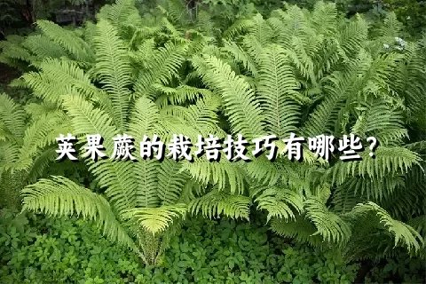 荚果蕨的栽培技巧有哪些？