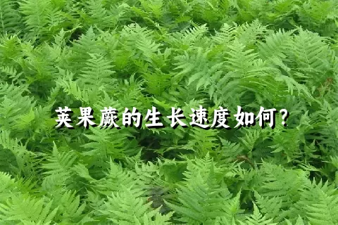 荚果蕨的生长速度如何？