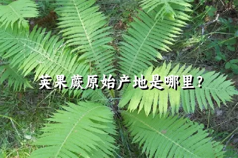 荚果蕨原始产地是哪里？