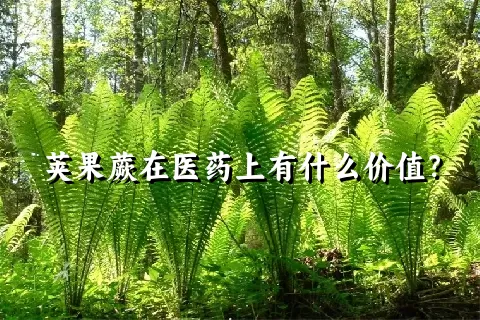 荚果蕨在医药上有什么价值？