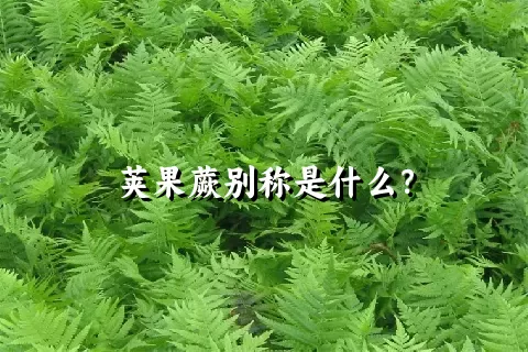 荚果蕨别称是什么？