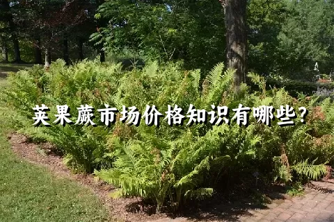 荚果蕨市场价格知识有哪些？