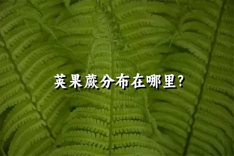 荚果蕨分布在哪里?