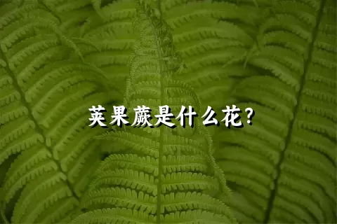 荚果蕨是什么花？