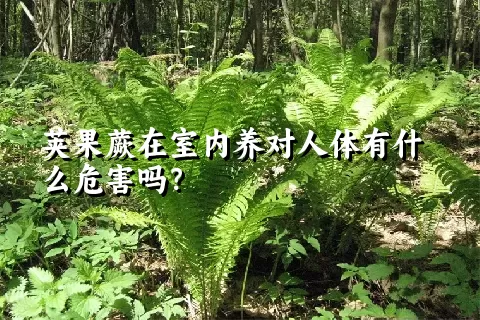 荚果蕨在室内养对人体有什么危害吗？