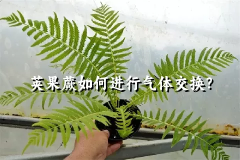 荚果蕨如何进行气体交换？