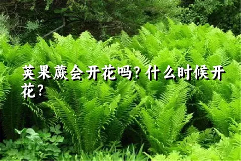 荚果蕨会开花吗？什么时候开花？