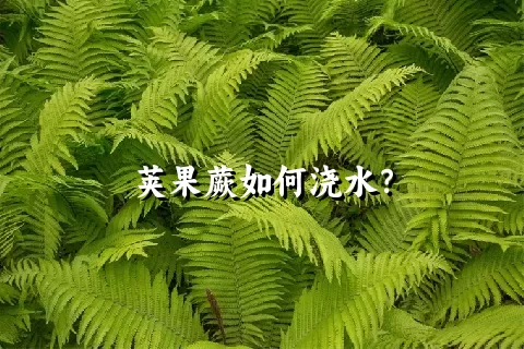 荚果蕨如何浇水？