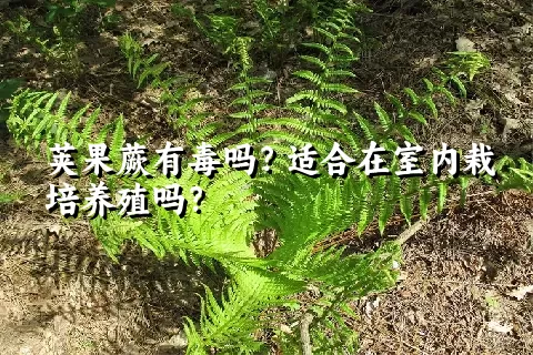 荚果蕨有毒吗？适合在室内栽培养殖吗？