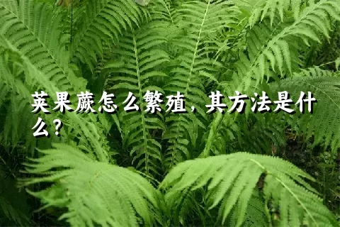 荚果蕨怎么繁殖，其方法是什么？