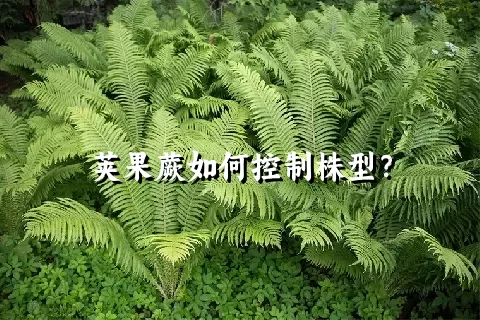 荚果蕨如何控制株型？