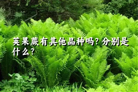 荚果蕨有其他品种吗？分别是什么？