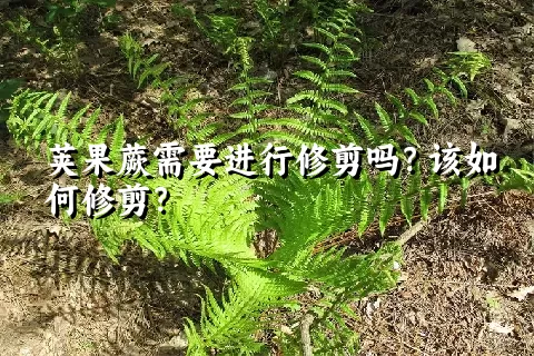 荚果蕨需要进行修剪吗？该如何修剪？