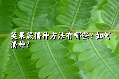 荚果蕨播种方法有哪些？如何播种？