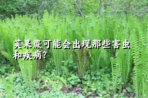 荚果蕨可能会出现那些害虫和疾病？