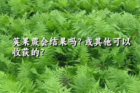 荚果蕨会结果吗？或其他可以收获的？