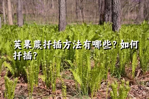 荚果蕨扦插方法有哪些？如何扦插？