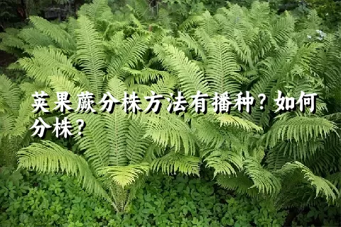 荚果蕨分株方法有播种？如何分株？