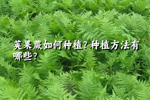 荚果蕨如何种植？种植方法有哪些？