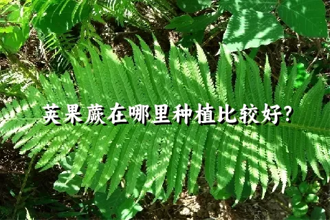 荚果蕨在哪里种植比较好？