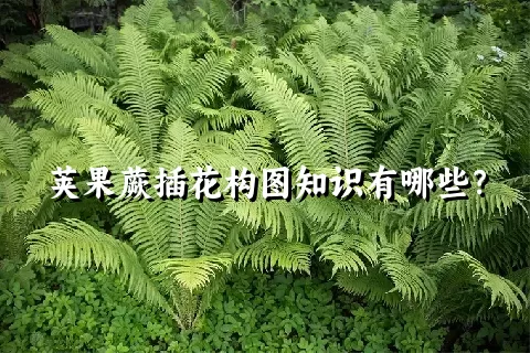 荚果蕨插花构图知识有哪些？