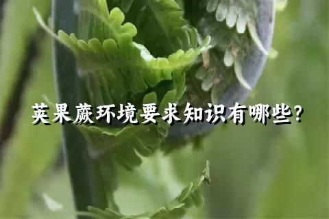 荚果蕨环境要求知识有哪些？