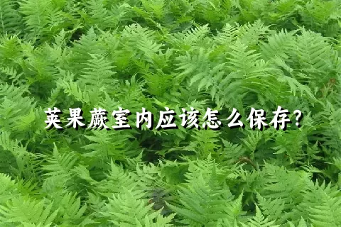 荚果蕨室内应该怎么保存？