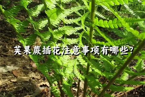 荚果蕨插花注意事项有哪些？